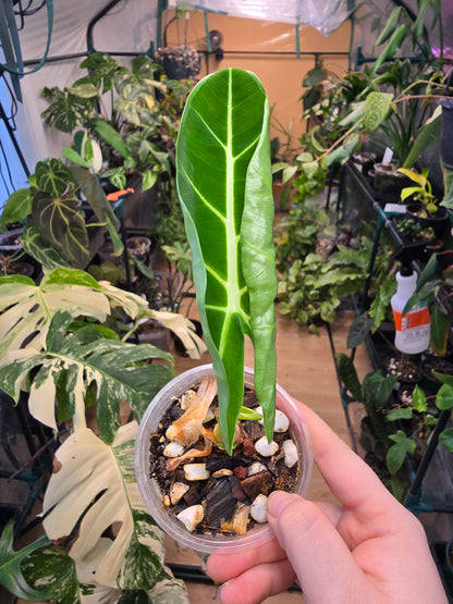 Alocasia ‘Frydek’ Variegated – Rare Velvet Aroid | 3″ Pot