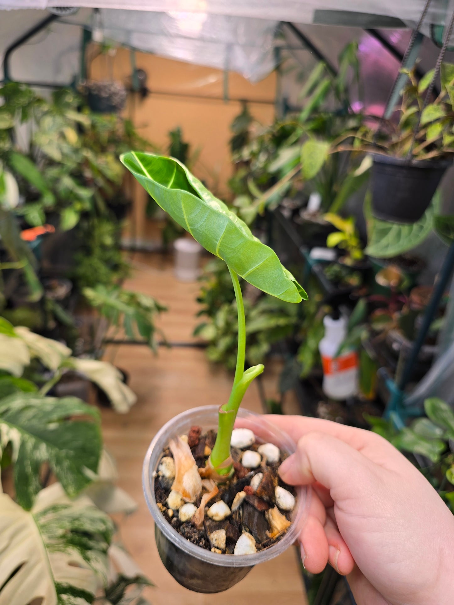 Alocasia ‘Frydek’ Variegated – Rare Velvet Aroid | 3″ Pot