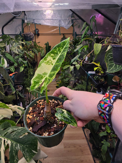 Alocasia ‘Frydek’ Variegated – Rare Velvet Aroid | 3″ Pot