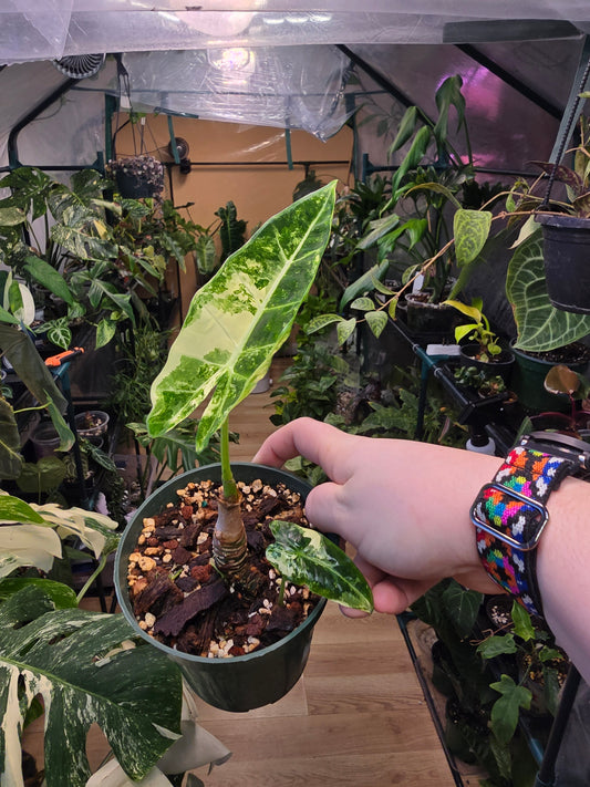 Alocasia ‘Frydek’ Variegated – Rare Velvet Aroid | 3″ Pot