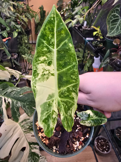 Alocasia ‘Frydek’ Variegated – Rare Velvet Aroid | 3″ Pot