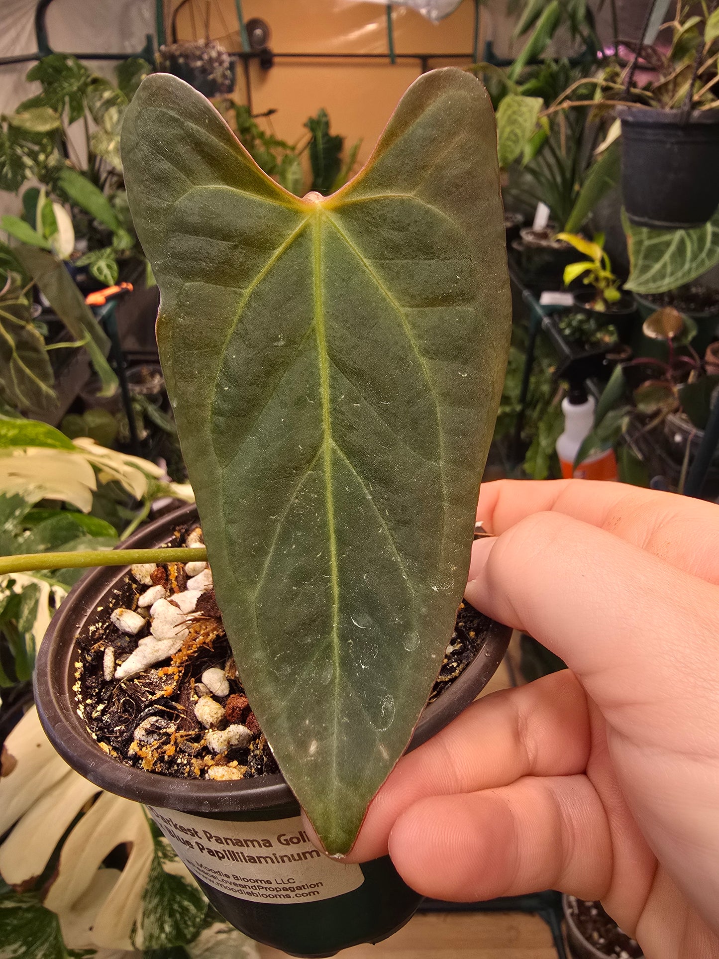 Anthurium Darkest Panama Goliath × Blue papillaminum – Rare Hybrid Anthurium | 3″ Pot