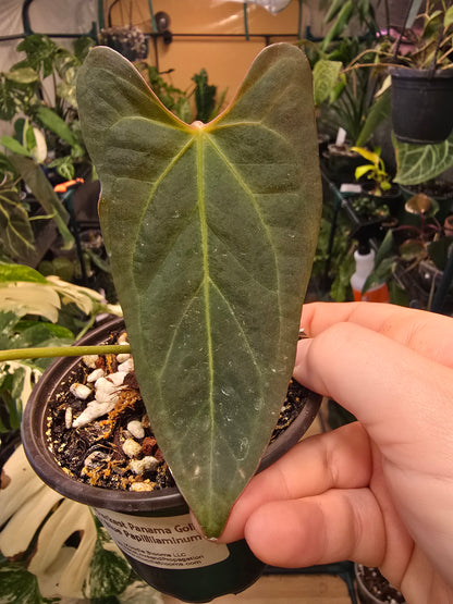 Anthurium Darkest Panama Goliath × Blue papillaminum – Rare Hybrid Anthurium | 3″ Pot