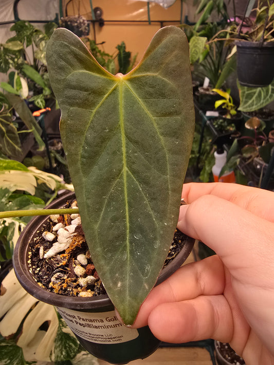 Anthurium Darkest Panama Goliath × Blue papillaminum – Rare Hybrid Anthurium | 3″ Pot