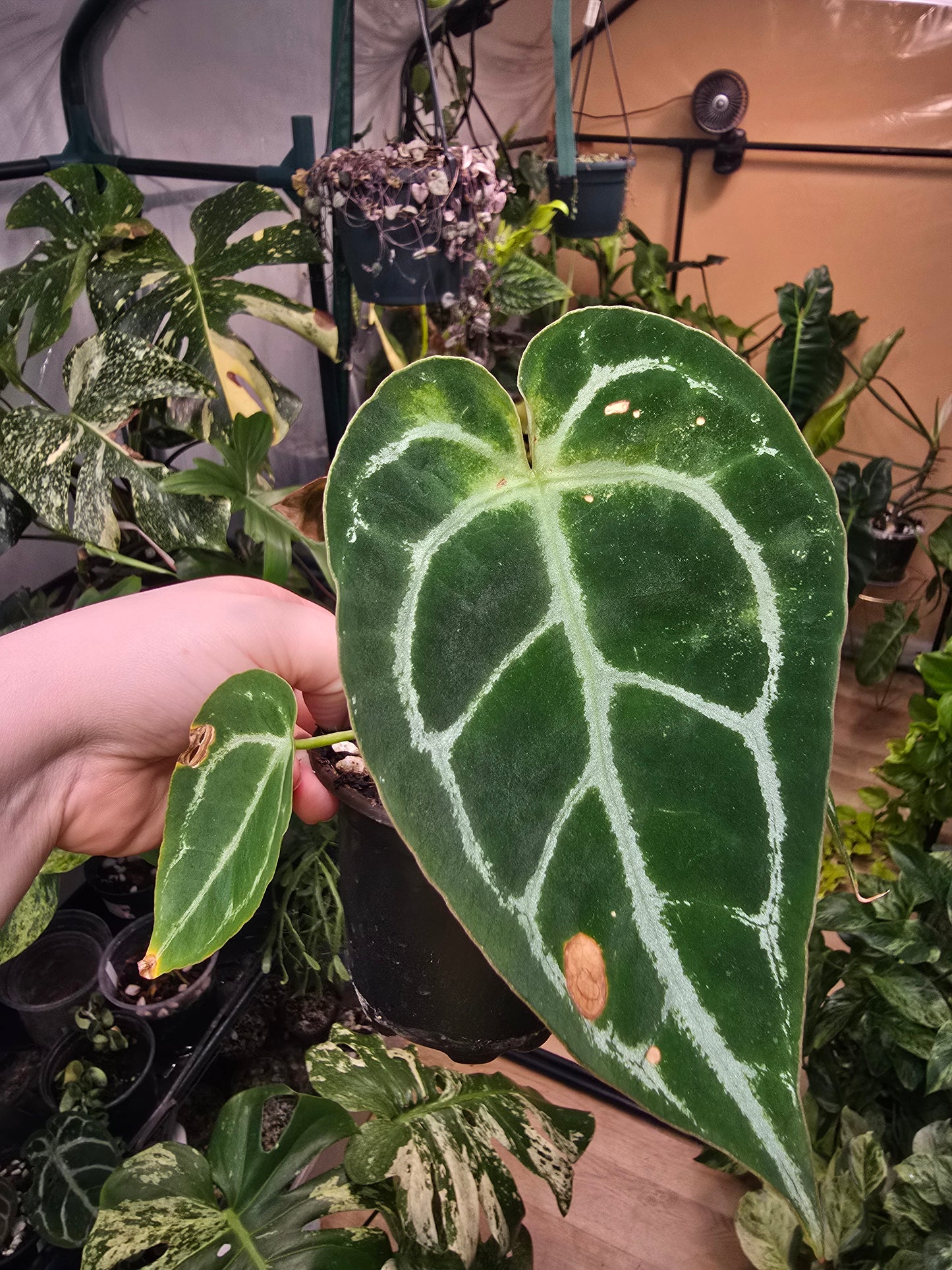 Anthurium Crackin Veins × magnificum – Rare Velvet Hybrid Anthurium | 3″ Pot