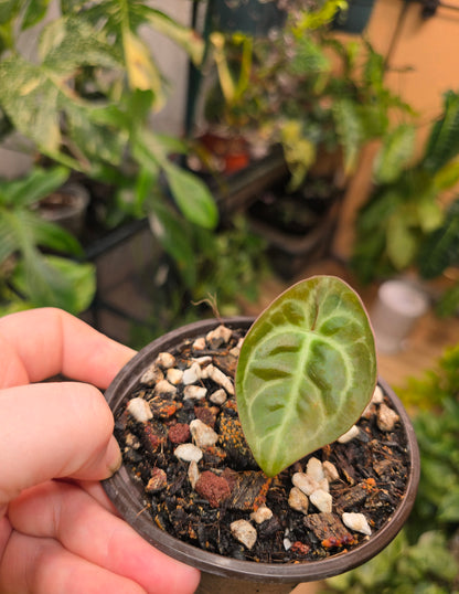 Anthurium Carla Blackiae × Pap Red – Rare Hybrid Anthurium | 3″ Pot