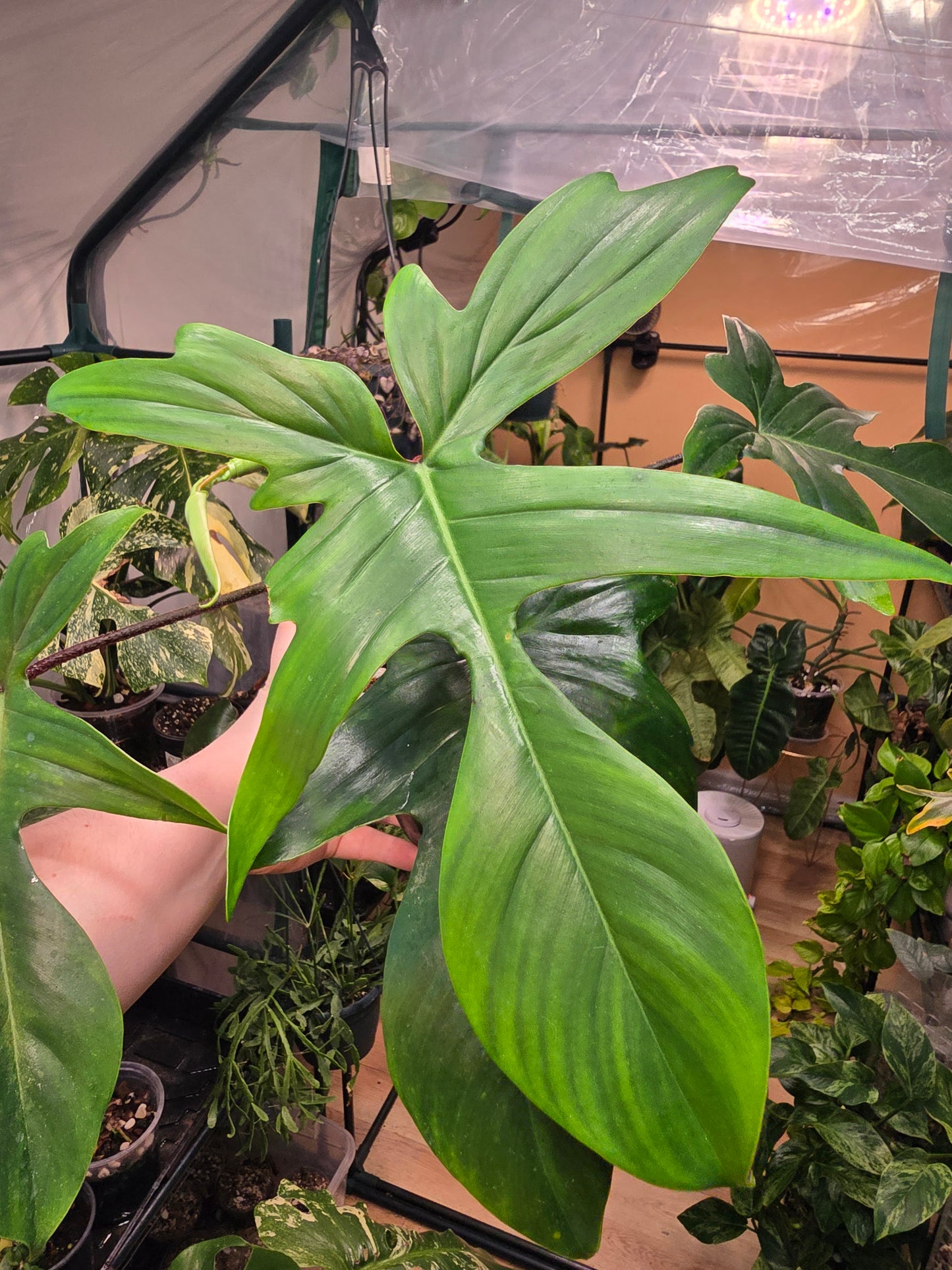 Philodendron ‘Florida Green’ – Climbing Collector Aroid | 6″ Pot (Moodie Propagation)