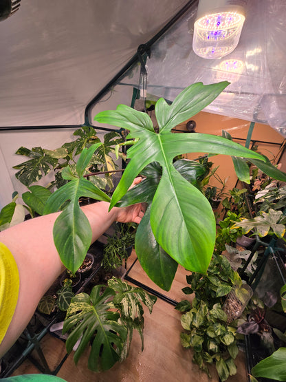 Philodendron ‘Florida Green’ – Climbing Collector Aroid | 6″ Pot (Moodie Propagation)