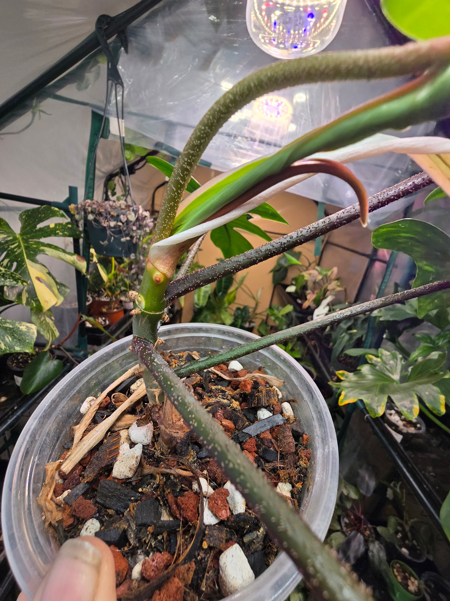 Philodendron ‘Florida Green’ – Climbing Collector Aroid | 6″ Pot (Moodie Propagation)