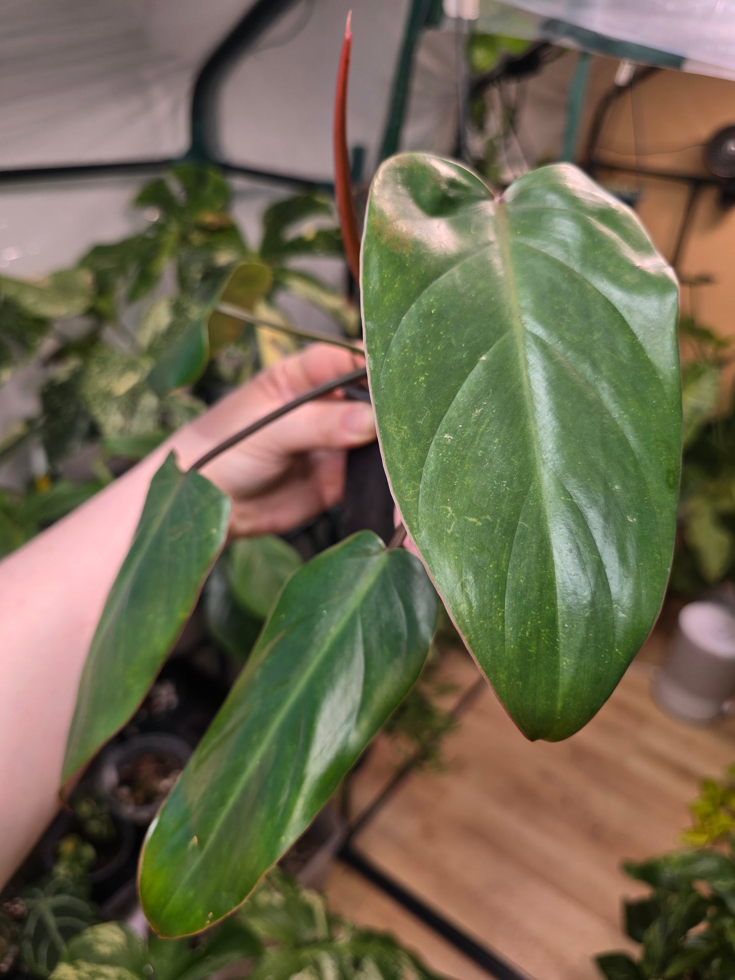 Philodendron ‘Red Emerald’ – Climbing Aroid | 3″ Pot (Moodie Propagation)