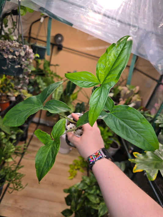 Syngonium Albo Propagation – Starter Plant | 2″ Pot (Moodie Propagation)