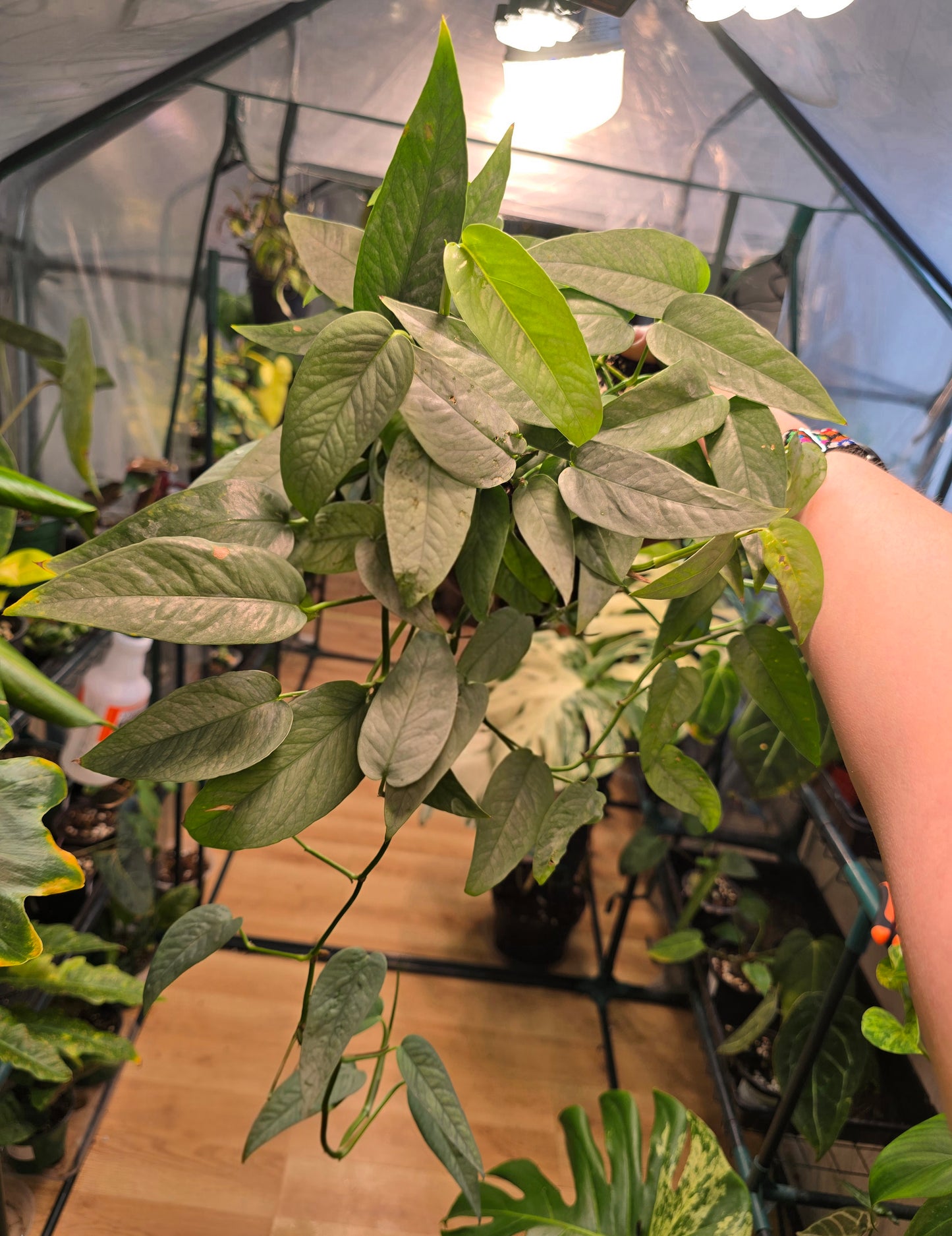 Cebu Blue Pothos – Silvery Blue Trailing Pothos | 6″ Pot