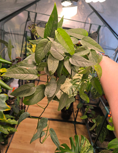 Cebu Blue Pothos – Silvery Blue Trailing Pothos | 6″ Pot