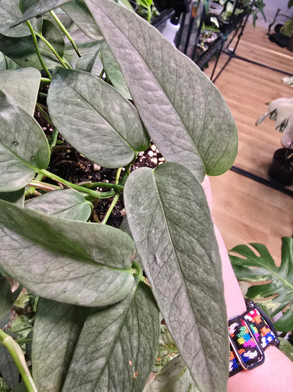 Cebu Blue Pothos – Silvery Blue Trailing Pothos | 6″ Pot