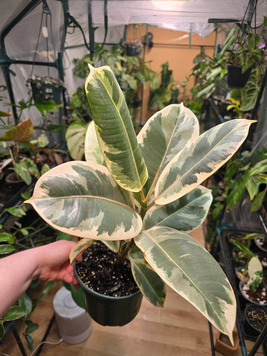 Ficus ‘Tineke’ Rubber Tree – Variegated Rubber Plant | 6″ Pot