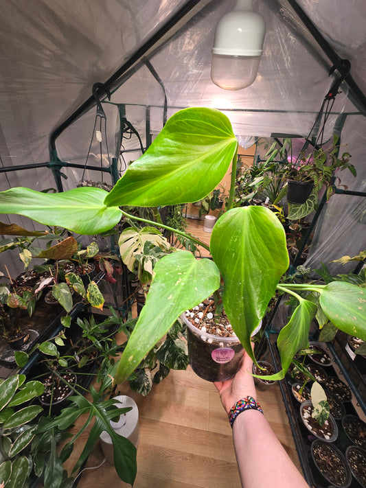Philodendron ‘Burle Marx Flame’ – Rare Collector Philodendron | 6″ Pot