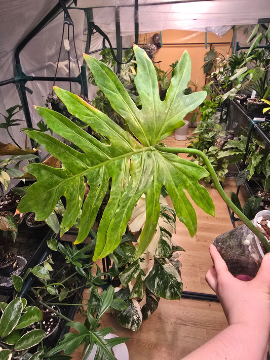 Philodendron radiatum Propagation – Collector Starter Plant | 4″ Pot (Moodie Propagation)