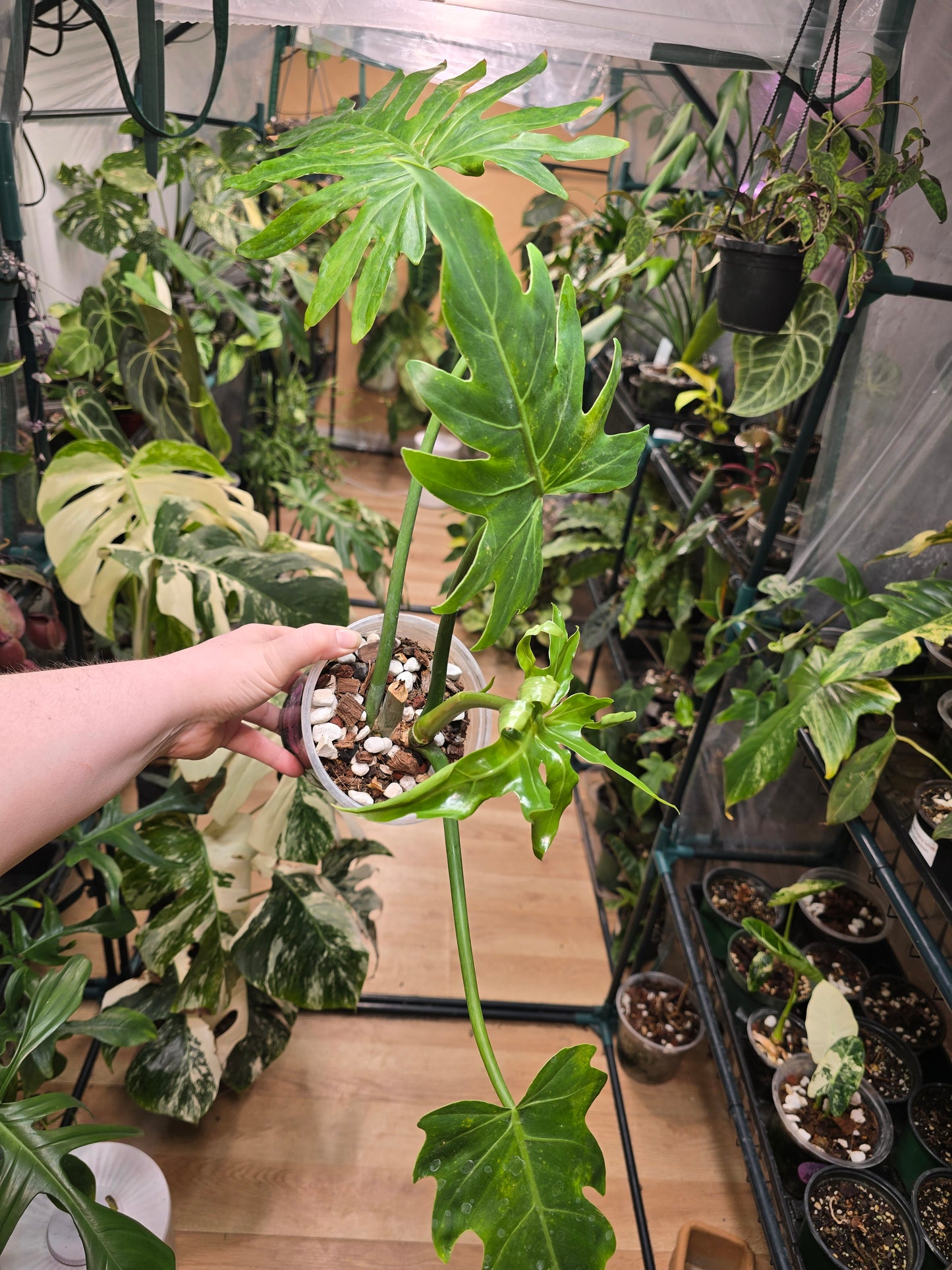 Philodendron radiatum Propagation – Collector Starter Plant | 4″ Pot (Moodie Propagation)