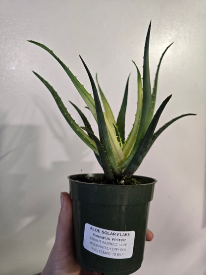 Aloe ‘Solar Flare’ – Colorful Collector Aloe | 3″ Pot