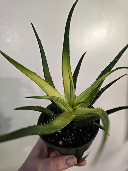 Aloe ‘Solar Flare’ – Colorful Collector Aloe | 3″ Pot