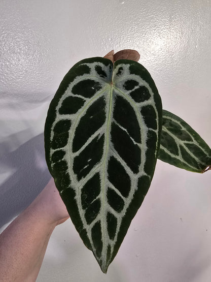 Anthurium Brielle × Zara – Rare Hybrid Anthurium | 3″ Pot
