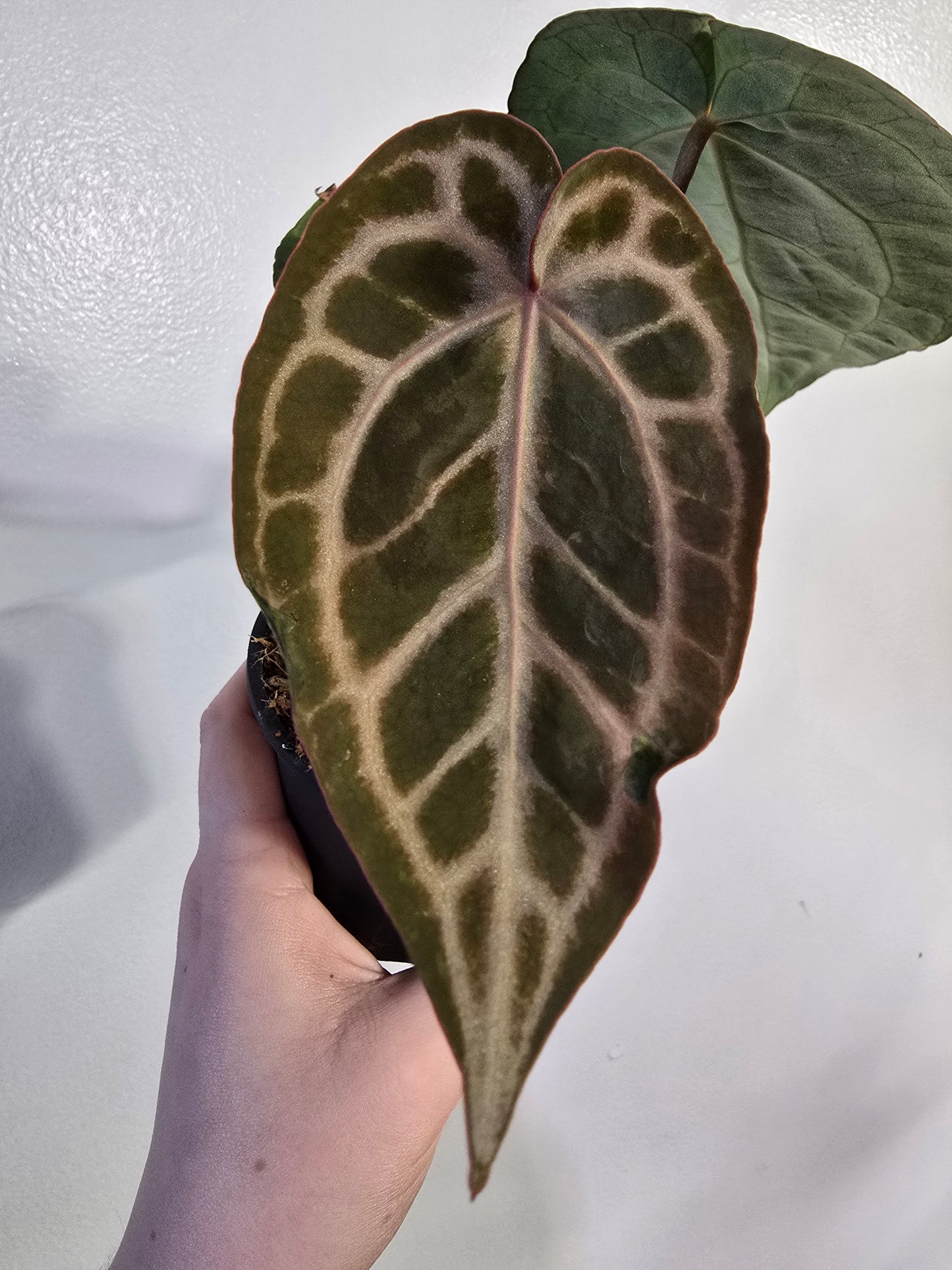 Anthurium Brielle × Zara – Rare Hybrid Anthurium | 3″ Pot