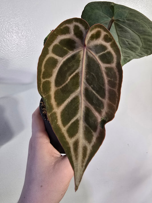 Anthurium Brielle × Zara – Rare Hybrid Anthurium | 3″ Pot