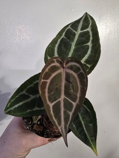 Anthurium Brielle × Zara – Rare Hybrid Anthurium | 3″ Pot
