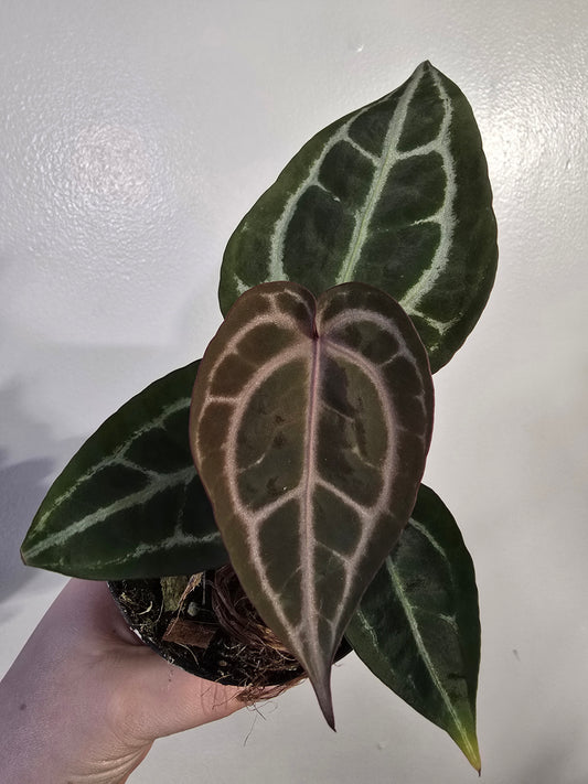 Anthurium Brielle × Zara – Rare Hybrid Anthurium | 3″ Pot