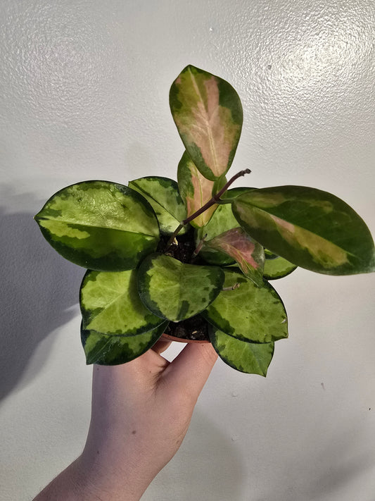 Hoya australis ‘Lisa’ – Variegated Wax Plant | 3″ Pot