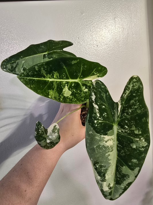 Alocasia ‘Frydek’ Variegated – Rare Velvet Collector Aroid | 3″ Pot