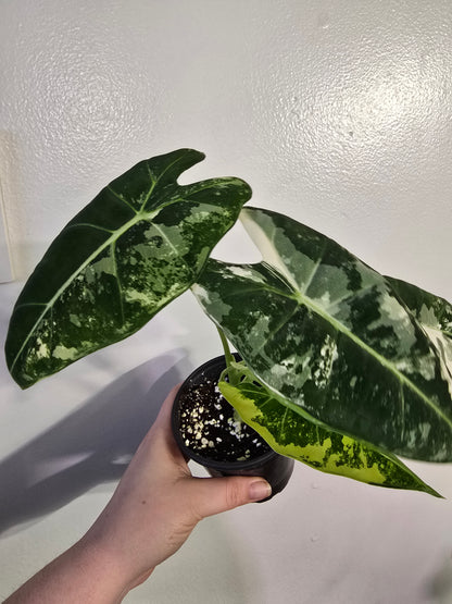 Alocasia ‘Frydek’ Variegated – Rare Velvet Collector Aroid | 3″ Pot