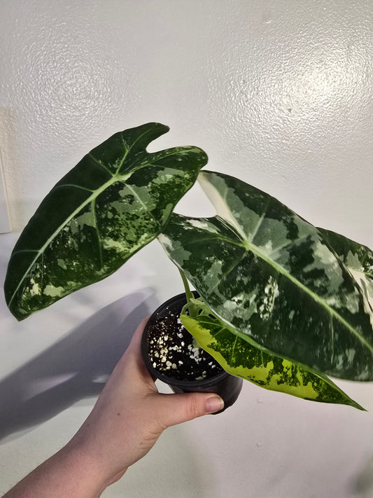 Alocasia ‘Frydek’ Variegated – Rare Velvet Collector Aroid | 3″ Pot