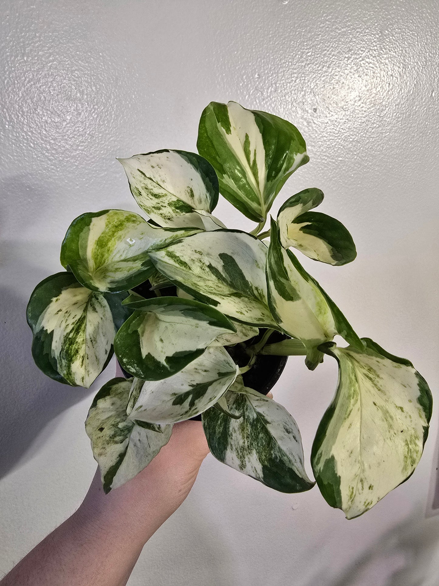 Manjula Pothos – Rare Variegated Trailing Vine | 3″ Pot