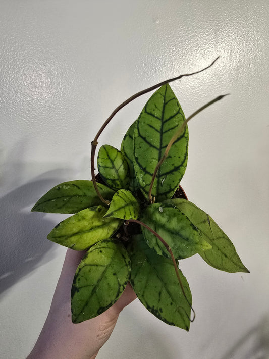 Hoya callistophylla – Veined Collector Wax Plant | 3″ Pot