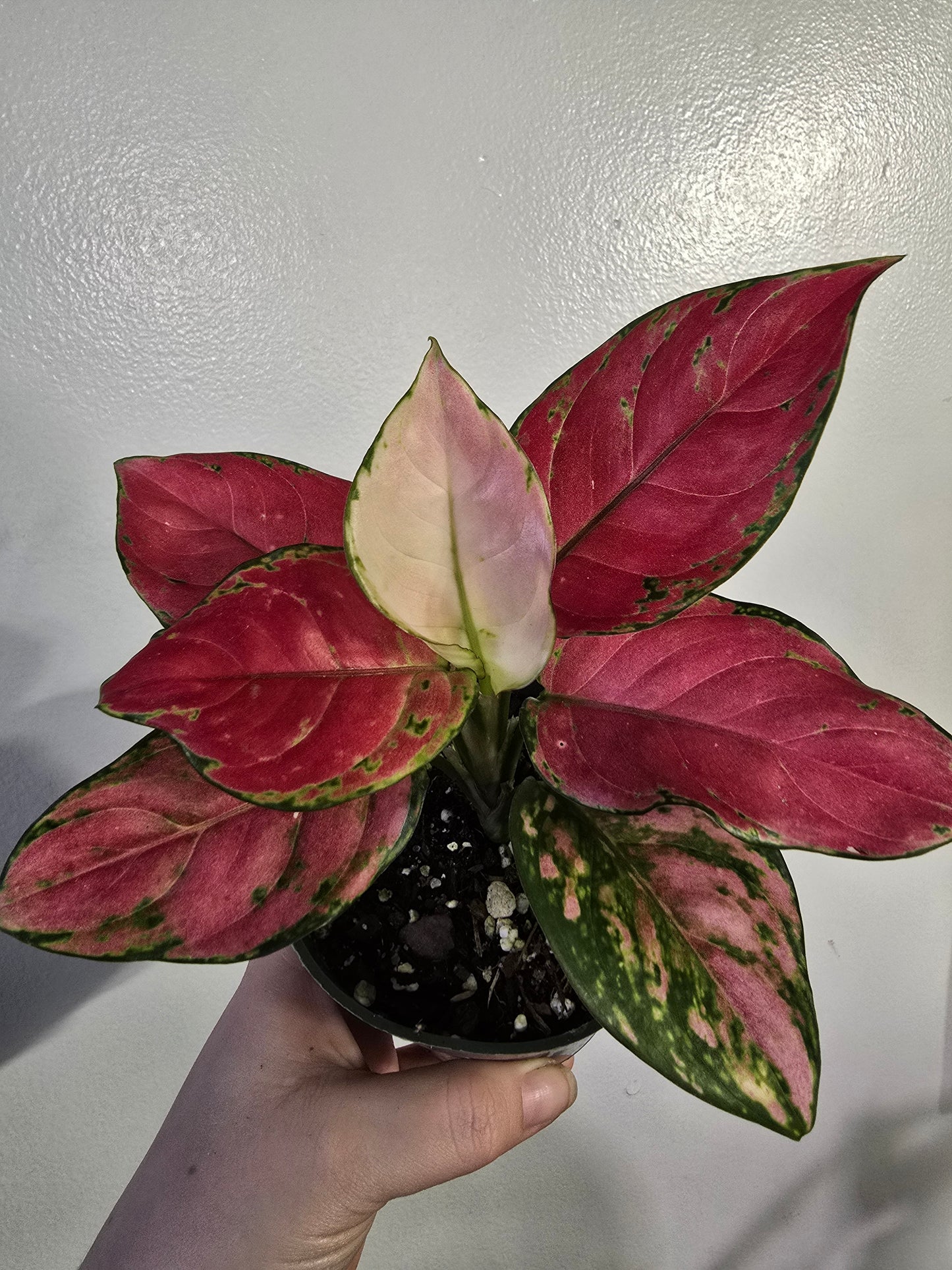 Pink Aglaonema – Colorful Chinese Evergreen | 3″ Pot