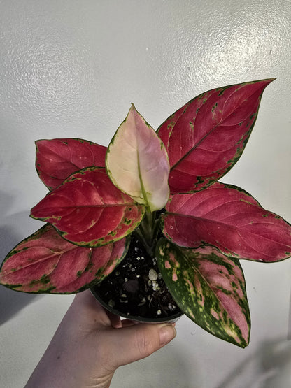 Pink Aglaonema – Colorful Chinese Evergreen | 3″ Pot