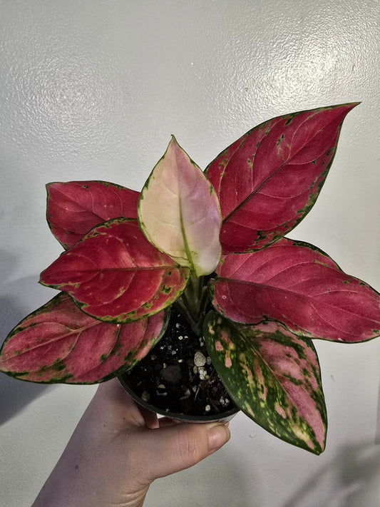 Pink Aglaonema – Colorful Chinese Evergreen | 3″ Pot
