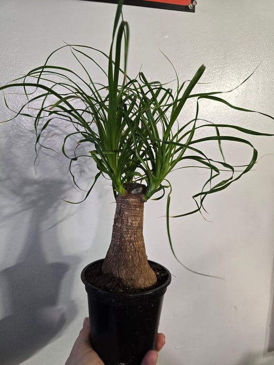 Ponytail Palm – Caudex Houseplant | 3″ Pot