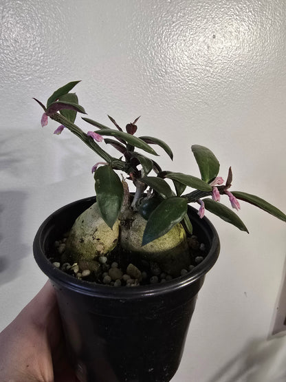 Euphorbia neorubella ‘Red Monadenium’ – Rare Caudex Euphorbia | 3″ Pot