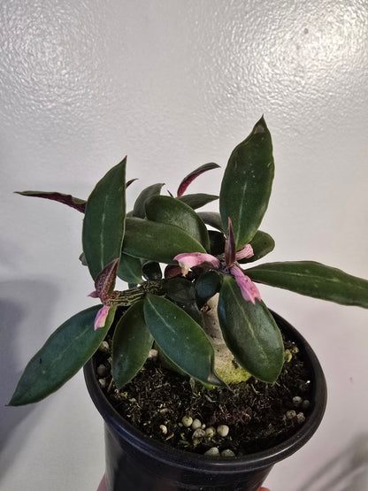 Euphorbia neorubella ‘Red Monadenium’ – Rare Caudex Euphorbia | 3″ Pot