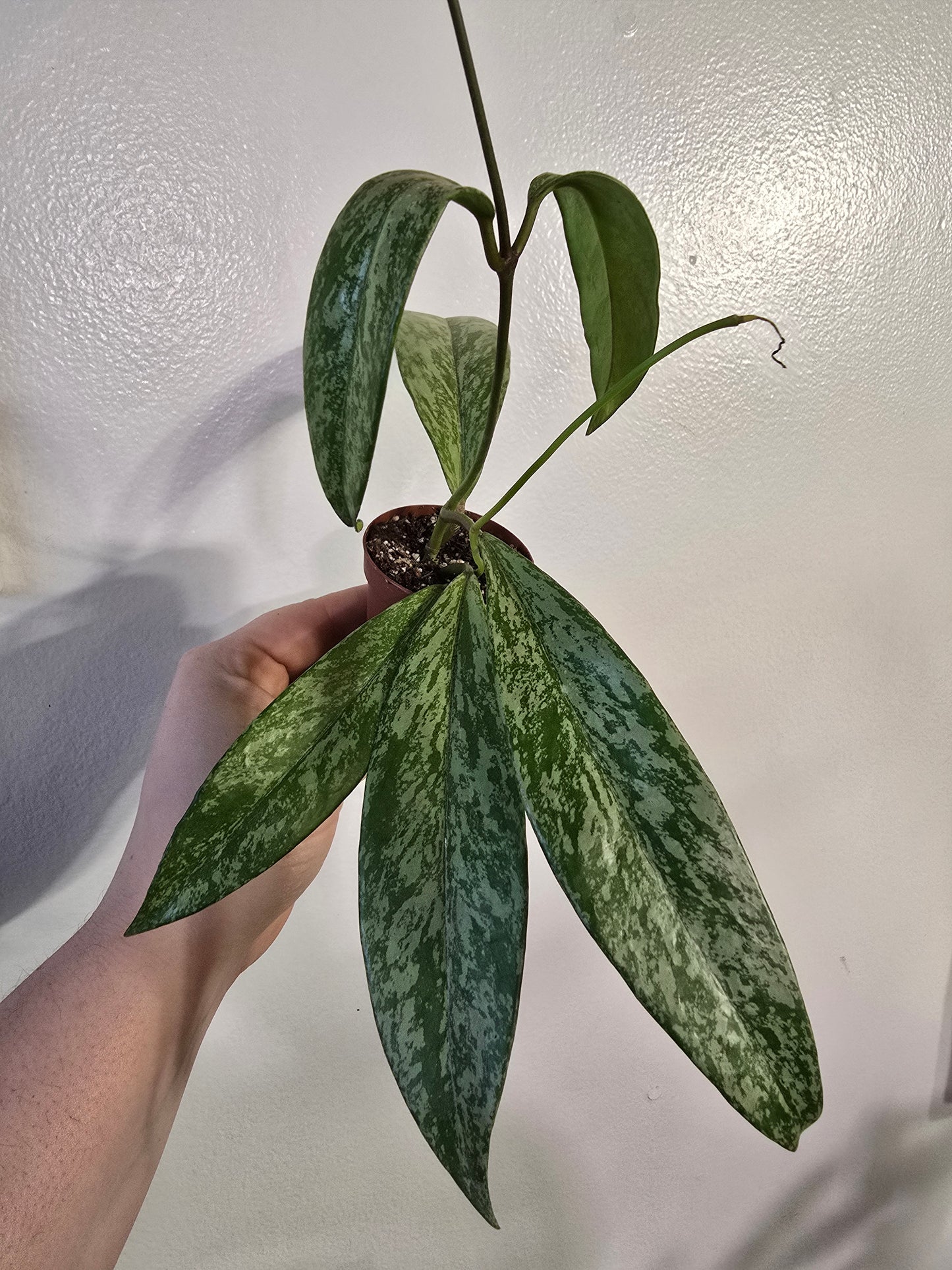 Hoya pubicalyx ‘Silver Splash’ – Splash Variegated Wax Plant | 1″ Pot