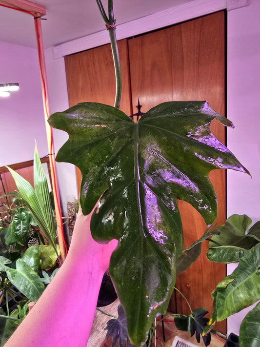 Philodendron radiatum – Collector Starter Aroid | 3″ Pot (Moodie Propagation)
