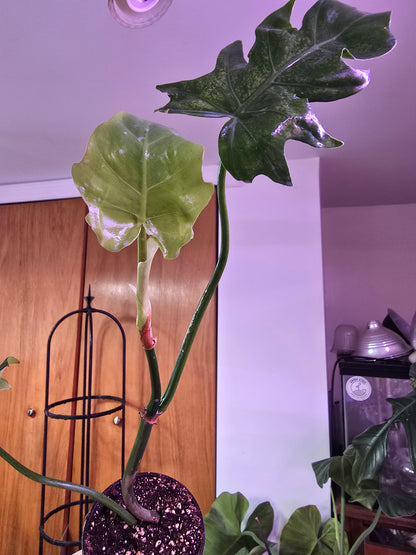 Philodendron radiatum – Collector Starter Aroid | 3″ Pot (Moodie Propagation)