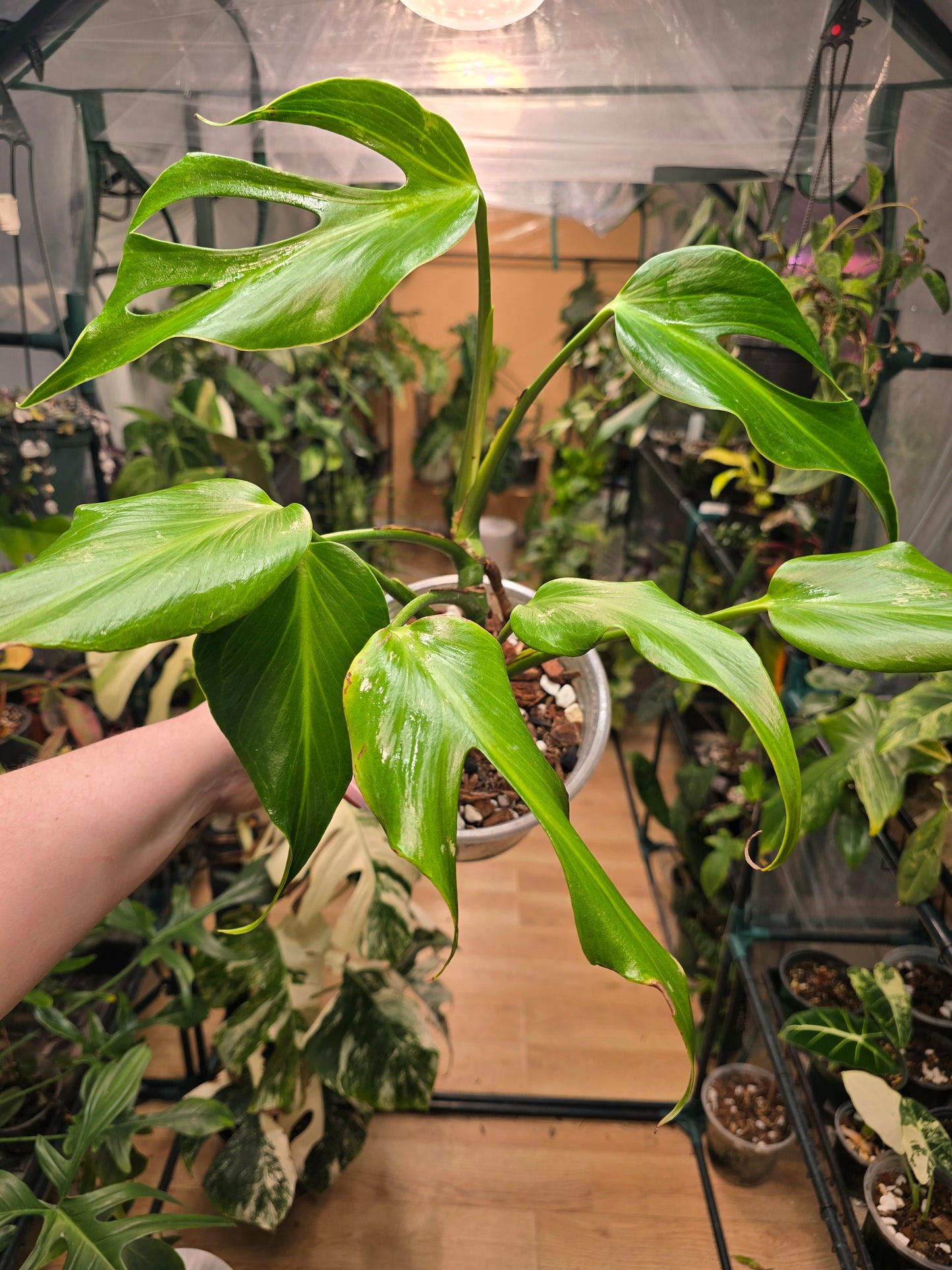 Philodendron ‘Burle Marx Flame’ – Rare Collector Statement Aroid | 6″ Pot