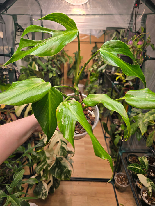 Philodendron ‘Burle Marx Flame’ – Rare Collector Statement Aroid | 6″ Pot