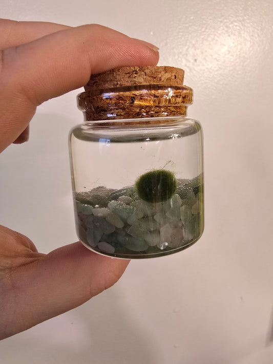 Marimo Moss Ball – Living Aquatic Plant Sphere