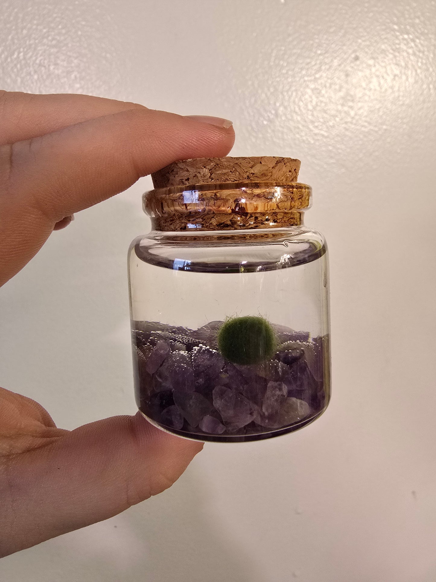 Marimo Moss Ball – Living Aquatic Plant Sphere