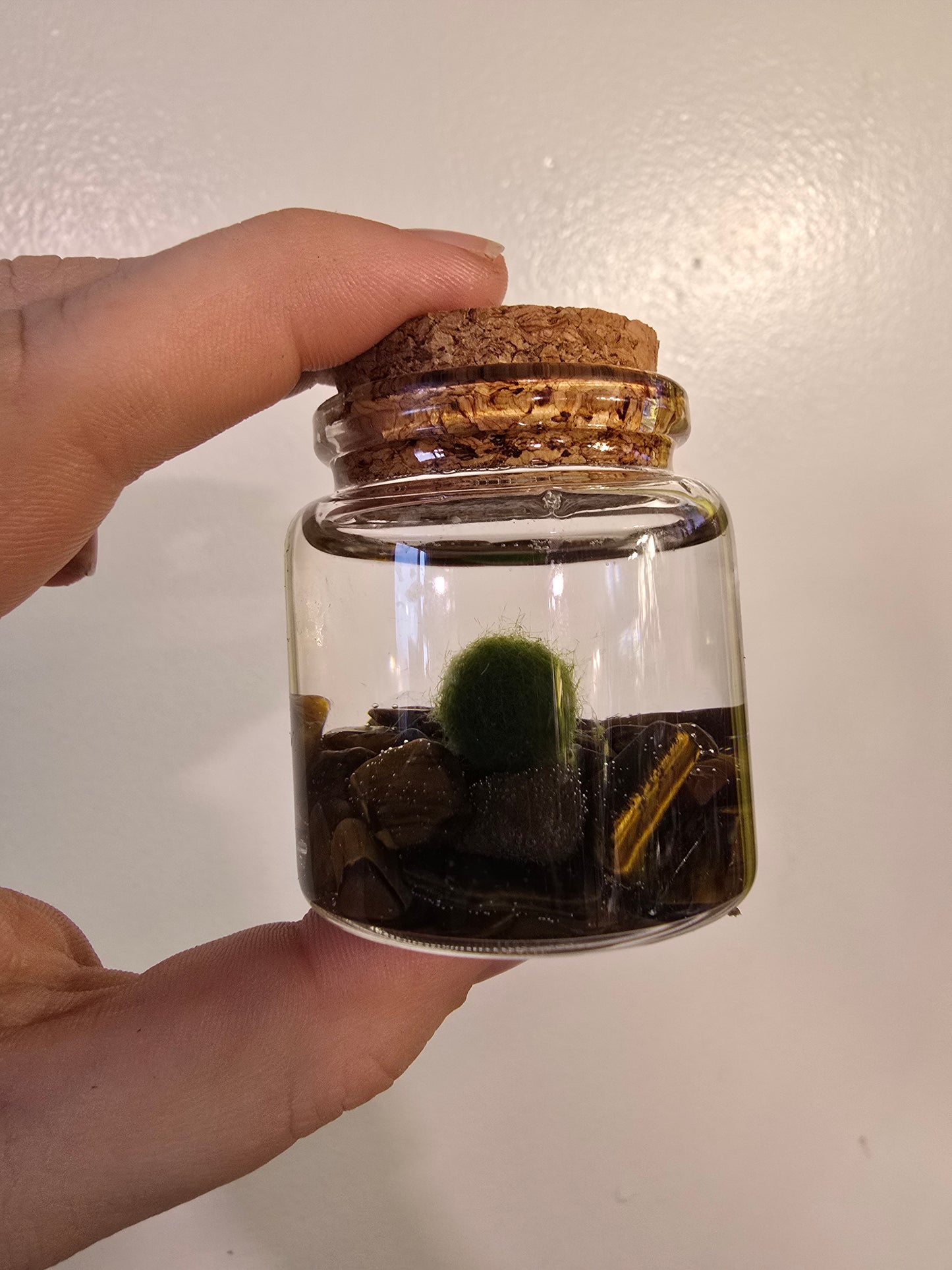 Marimo Moss Ball – Living Aquatic Plant Sphere