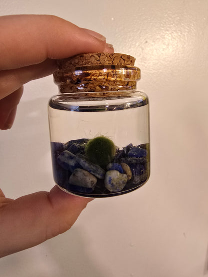 Marimo Moss Ball – Living Aquatic Plant Sphere